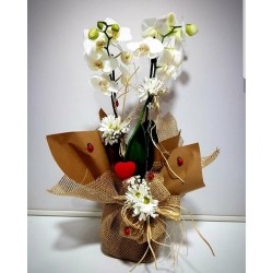 Çift Dallı Beyaz Orkide ve Özel Tasarım Süsleme