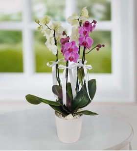Beyaz Ve Mor  Orkide Çiçeği