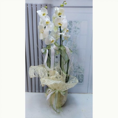 ÇİFT DALLI BEYAZ ORKİDE 