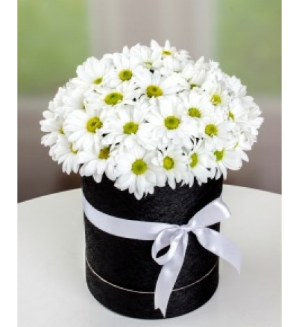 KUTUDA PAPATYA RÜYASI KUTUDA PAPATYA RÜYASI