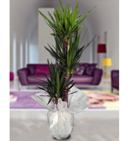 3'LÜ YUKA SAKSI ÇİÇEĞİ