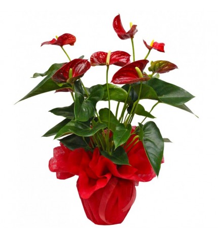 Antoryum Bitkisi Antoryum Bitkisi