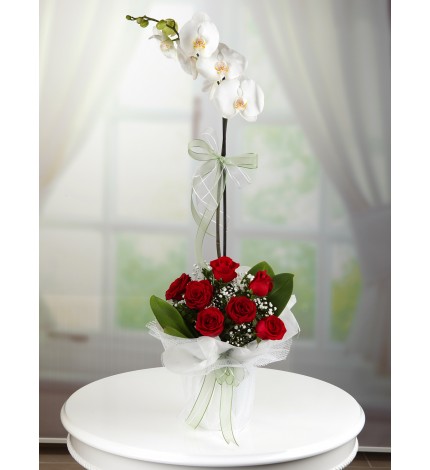 BEYAZ ORKİDE ALTINDA KIRMIZI GÜLLER