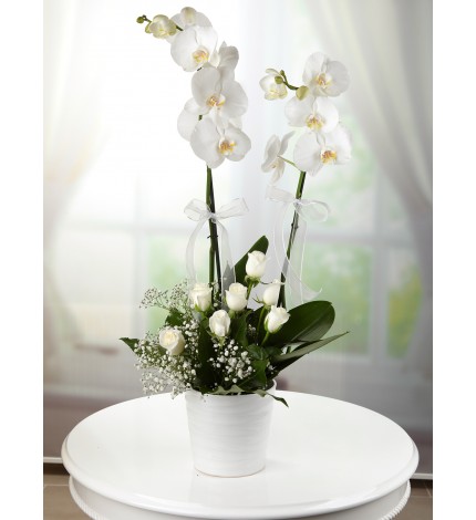 ÇİFT DALLI BEYAZ ORKİDE ALTINDA BEYAZ GÜLLER