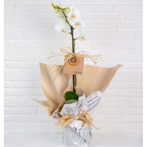 ViaBonte - Tek dallı beyaz orkide