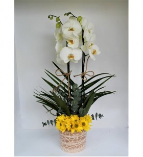 Beyaz Orkide Sarı Papatya