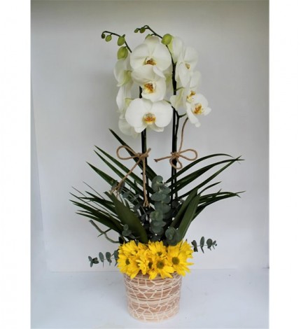 Beyaz Orkide Sarı Papatya