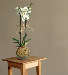 Cam Fanusta Beyaz Orkide Çiçeği