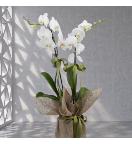 ÇİFTLİ BEYAZ ORKİDE 