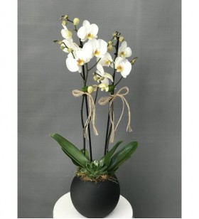 Siyah Vazoda İkili Beyaz Orkide ve Sukulent Tasarımı