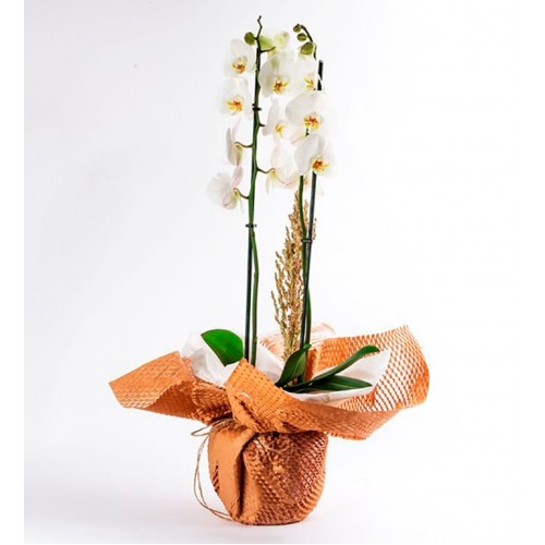 Wrap Serisi 2 Dal Beyaz Orkide