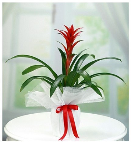 Guzmania Saksı Bitkisi