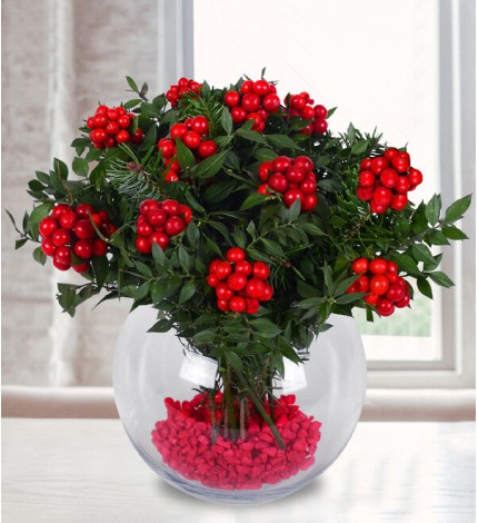 Kokina - Yılbaşı Çiçeği